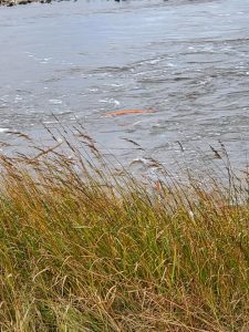 69937216_2387613321454386_9032750423206789120_n