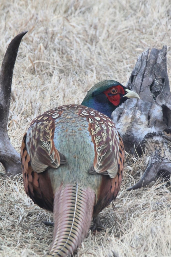 Phyllis\- Pheasant Winner